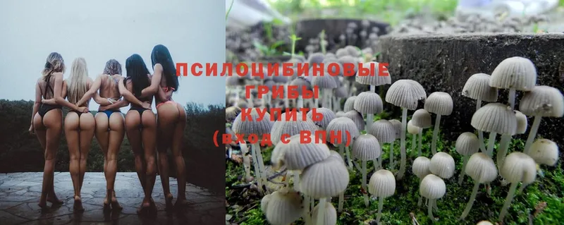 Галлюциногенные грибы Psilocybine cubensis  Катайск 